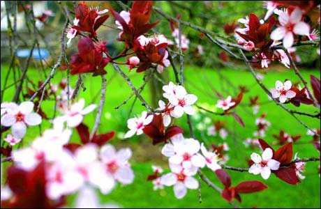 hermosas flores de primavera planifique ya su mudanza